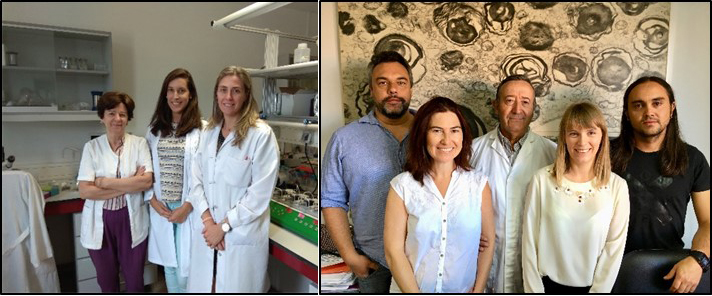 Altos niveles de aminoácidos ramificados podrían producir daño vascular a través de la producción de moléculas inflamatorias