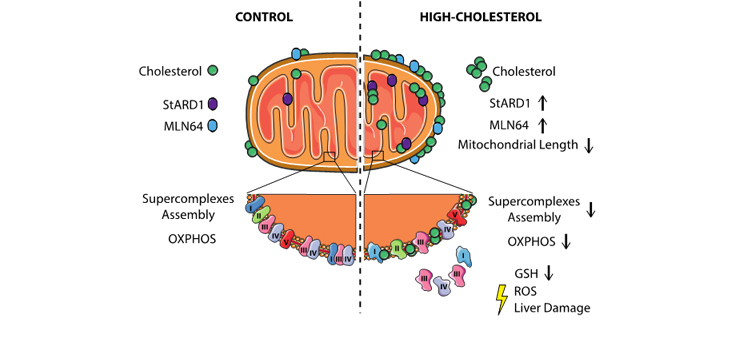 La acumulación de colesterol mitocondrial desacopla la función oxidativa de la mitocondria y contribuye al daño hepático