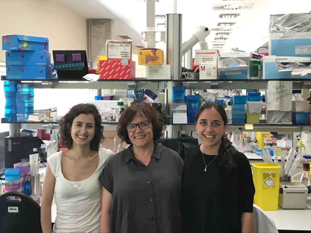 Un estudio propone IRAK4 como una nueva diana terapéutica en la leucemia linfática crónica