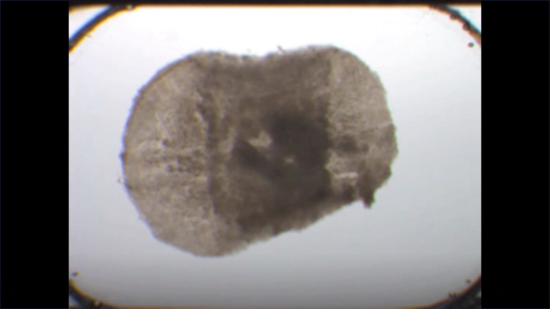 Desarrollan una minifábrica de tejido cardíaco humano