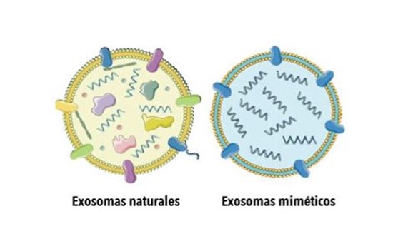 Describen el desarrollo y caracterización de nanosistemas que mimetizan exosomas para el transporte selectivo de fármacos