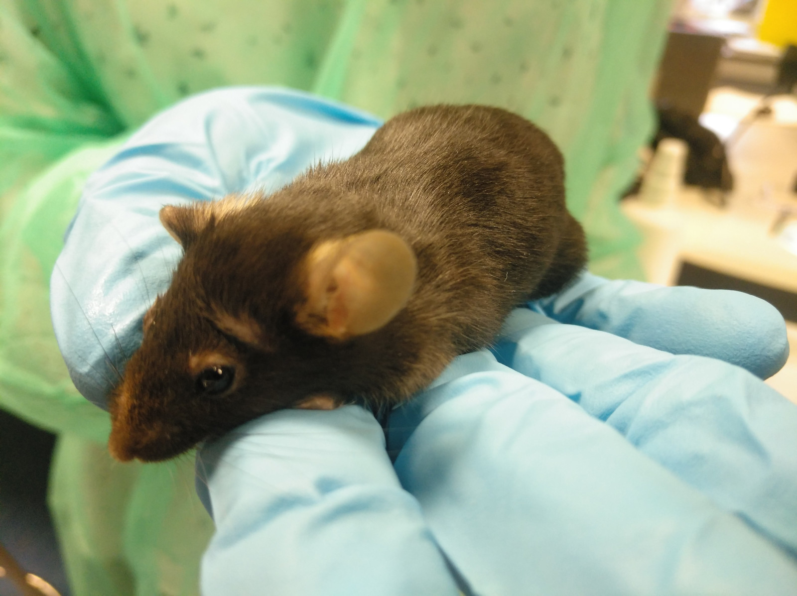 Diseñan un modelo animal para el ensayo de estrategias terapéuticas contra el síndrome de Allan-Herndon-Dudley