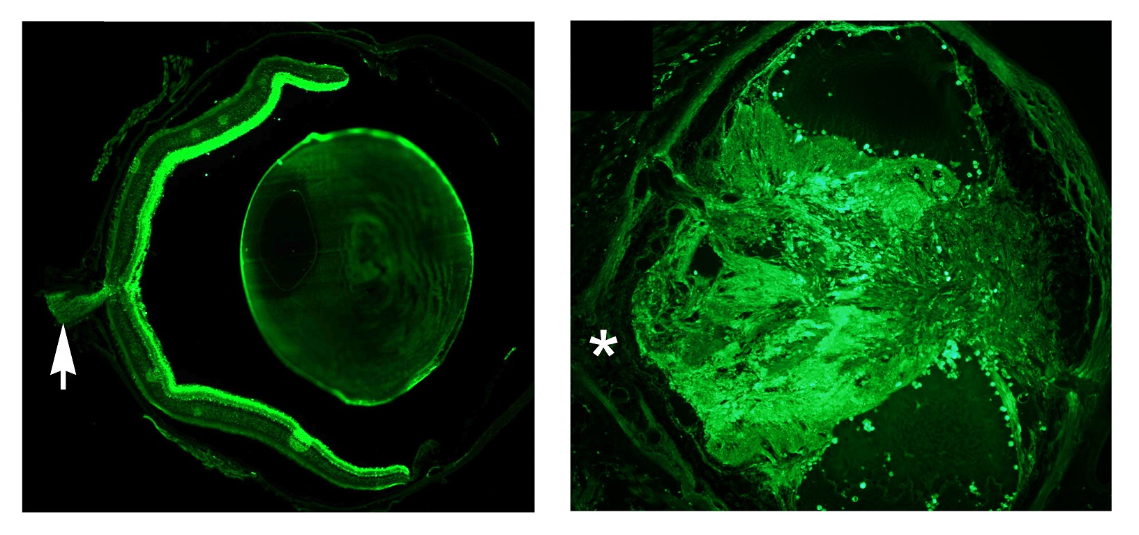 La formación del nervio óptico influye en la adaptación metabólica a la ingesta diaria de alimentos