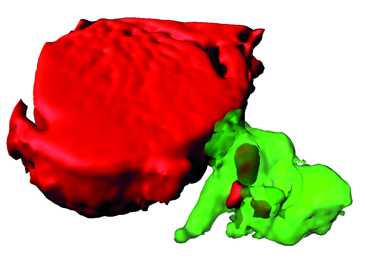 Una red de macrófagos apoya la homeostasis mitocondrial en el corazón