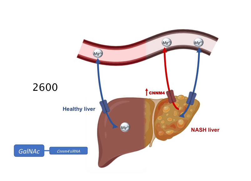 Las alteraciones en el nivel de magnesio en suero se presentan como un nuevo factor de riesgo en la enfermedad hepática