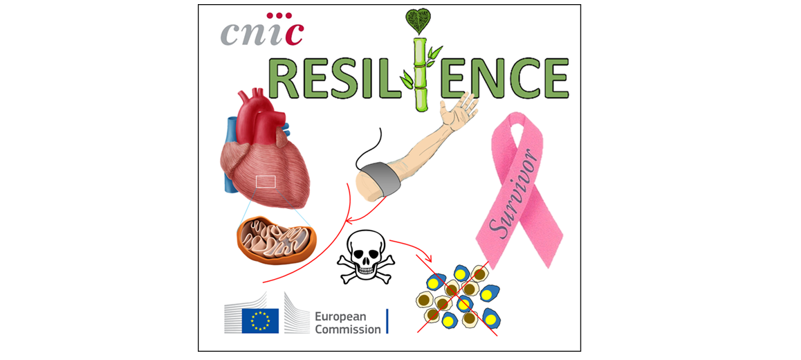 El proyecto RESILIENCE tratará de reducir la insuficiencia cardíaca en pacientes con cáncer