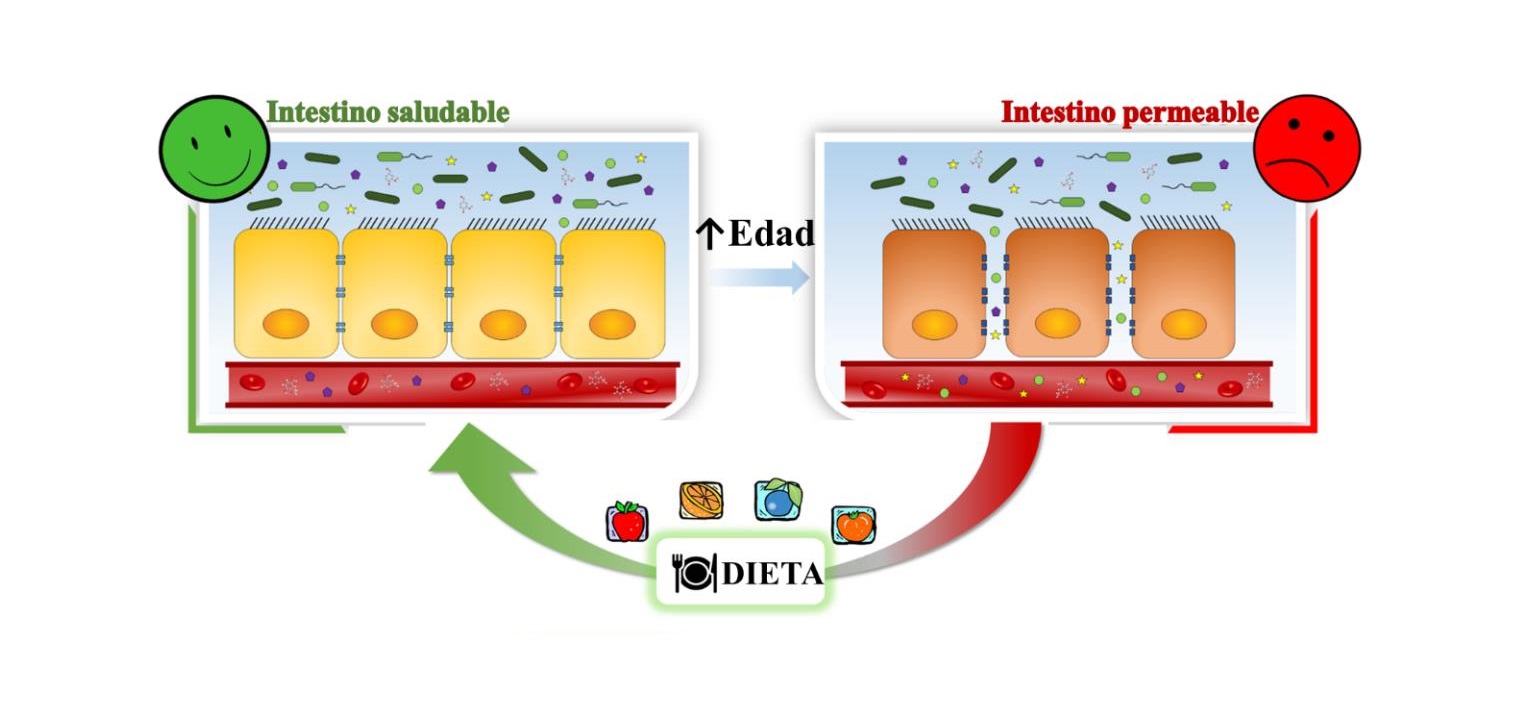 Una dieta rica en polifenoles mejora el intestino permeable en mayores