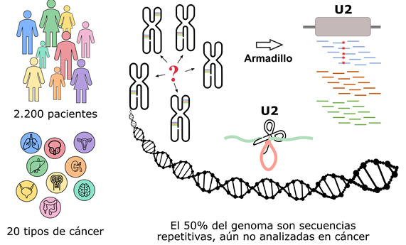 Descubren genes mutados en cáncer en el ‘genoma basura’