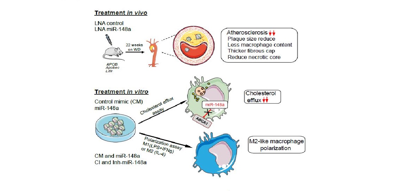 La inhibición de miR-148a disminuye la progresión de la arteriosclerosis