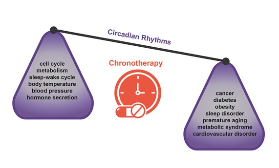 Cronoterapia: ritmos circadianos y su influencia en la terapia del cáncer