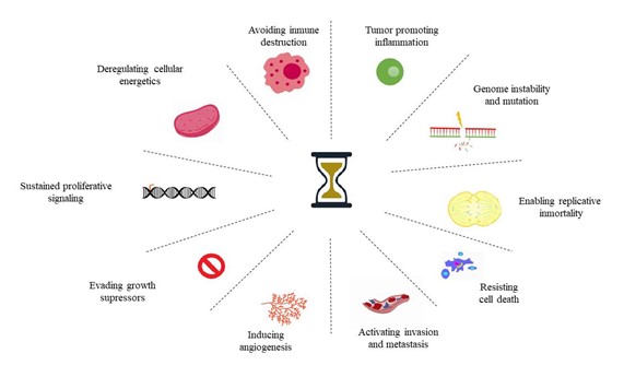 Interacciones de los genes del reloj circadiano con las características del cáncer