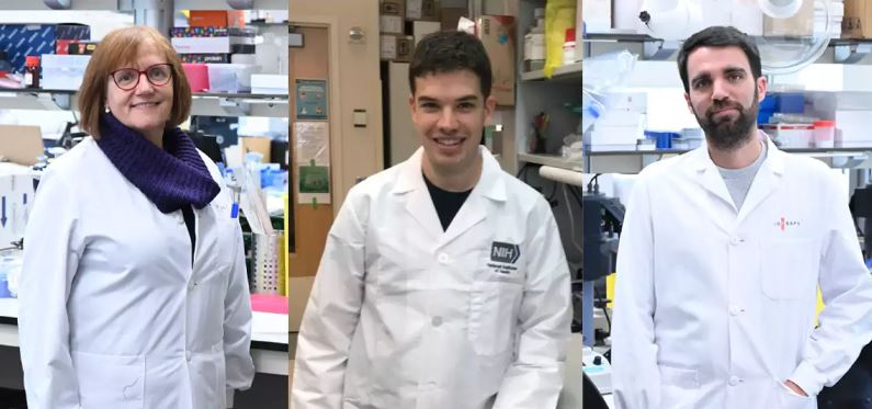 Generan un modelo de ratón que permitirá estudiar la progresión de un tipo de leucemia y buscar tratamientos más efectivos