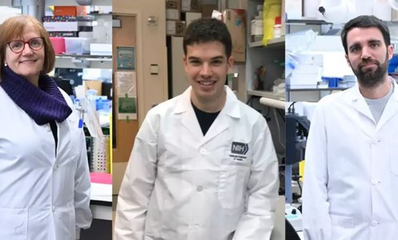 Generan un modelo de ratón que permitirá estudiar la progresión de un tipo de leucemia y buscar tratamientos más efectivos Generan un modelo de ratón que permitirá estudiar la progresión de un tipo de leucemia y buscar tratamientos más efectivos