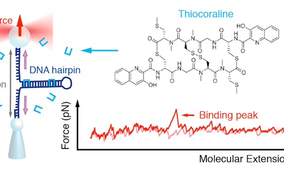 La SBE reconoce un estudio colaborativo del CIBER-BBN La SBE reconoce un estudio colaborativo del CIBER-BBN
