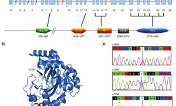 Hallan un nuevo gen asociado al síndrome de Rett y discapacidad intelectual Hallan un nuevo gen asociado al síndrome de Rett y discapacidad intelectual