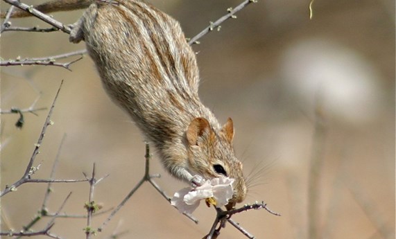 Descubren los mecanismos genéticos responsables de las rayas de diferentes colores en la piel de algunos mamíferos Descubren los mecanismos genéticos responsables de las rayas de diferentes colores en la piel de algunos mamíferos