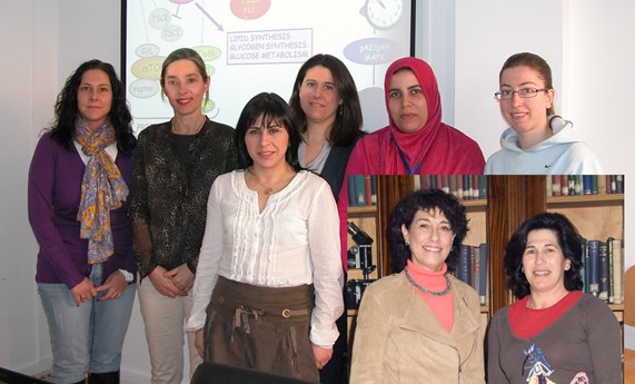 Encuentran un tratamiento eficaz frente a la enfermedad hepática crónica en modelos experimentales de EHGNA y DM2 Encuentran un tratamiento eficaz frente a la enfermedad hepática crónica en modelos experimentales de EHGNA y DM2