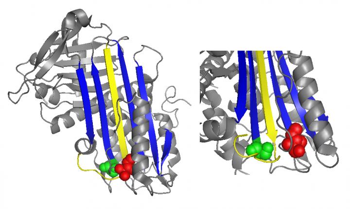 Identifican nuevas mutaciones en la proteína antitrombina implicadas en las trombosis